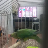 یک جفت ملنگو وجوجه عروس سرلاکی|پرنده|اصفهان, حصه جنوبی|دیوار