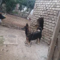 واگذاری پاکوتاه جفت خورده