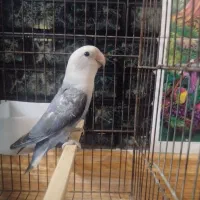 طوطی‌برزیلی