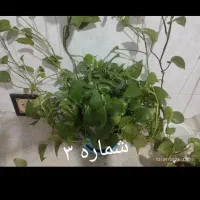 بلدرچین وگل پتوس|حیوانات مزرعه|قم, شهرک فاطمیه|دیوار