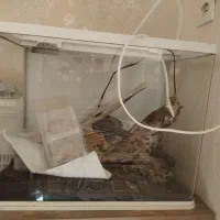 آکواریوم ماهی با وسایل