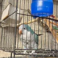طوطی راهب آبی و سفید