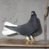 دم سفید ماده|پرنده|تاکستان, |دیوار