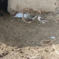 غازواوردک
