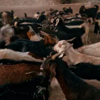 فروش 74راس بز ترکی آبستن درجه یک