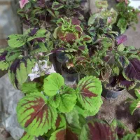 تخفیف  تا شب یلدا20درصد|گل مصنوعی|قم, چهل درخت‎|دیوار