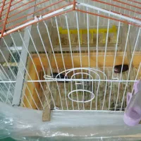 قفس و یک جفت فنج|پرنده|تبریز, |دیوار