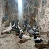 ۱۷تا|پرنده|سبزوار, کاشفی شمالی (دادگستری)|دیوار