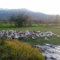 غاز|حیوانات مزرعه|نوکنده, |دیوار