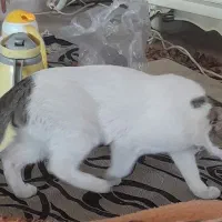 گربه گمشده/ گربه نر/ گربه زیبا|حیوانات|قم, شاه ابراهیم|دیوار