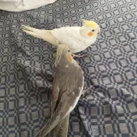 جفت جوجه عروس نر|پرنده|بردسکن, |دیوار