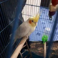 عروس هلندی نر باقفس|پرنده|بندر ماهشهر, |دیوار