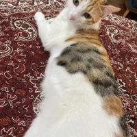 واگذاری رایگان گربه کالیکو ماده|گربه|صدرا-فارس, فاز ۱|دیوار