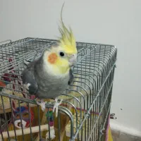 عروس هلندی نر1سالونیمه کارداده مست مست