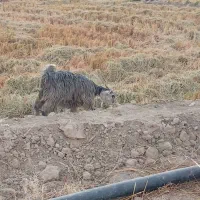 دو عدد کهره کیلویی 300|حیوانات مزرعه|رستم, |دیوار