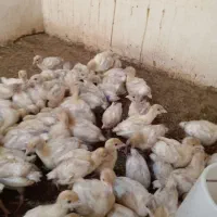 جوجه بوقلمون بیوتی گوشتی|حیوانات مزرعه|بهشهر, |دیوار