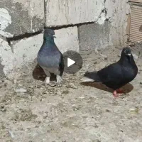 نره ماده فروشی