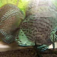 دو عدد دیسکس ۶ اینچی جفت|ماهی|مشهد, حسین‌آباد|دیوار