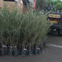 نهال های با کیفیت و اصلاح شده|خدمات باغبانی و درختکاری|ایلام, |دیوار