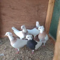 طوقی|پرنده|قشم, |دیوار