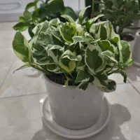 گل و گیاه آپارتمانی|گل و گیاه طبیعی|ری, هاشم‌آباد|دیوار