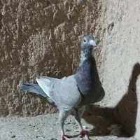 کبوتر
