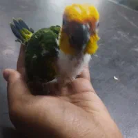 ۳ عدد جوجه طوطی خورشیدی