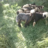 بره