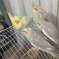 ۴ عروس هلندی، دستی، قفس و وسایل کامل|پرنده|قرچک, شهرک طلائیه|دیوار