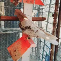 کوهی دمسفید کرم|پرنده|حمیدیه, |دیوار