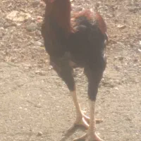 خروس چابهاری لعل