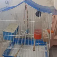 مرغ عشق نر با قفس و وسایل|پرنده|اسلامشهر, شهرک قائمیه|دیوار