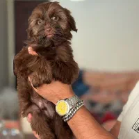 واگذاری شیتزو عروسکی|سگ|کرج, گوهردشت|دیوار