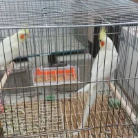 فروش جفت عروس هلندی