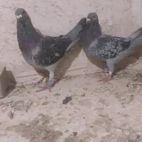 کبوتر نسل دار