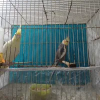 سهره چارگل کرمانی مرغ عشق قناری کوتوله عروس هلندی|پرنده|مشهد, شهید معقول|دیوار