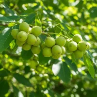 نهال گردو خوشه‌ای با عملکرد فوق‌العاده