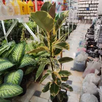 گل آپارتمانی فیکوس بلند زاموفیلیا کوکوپیت قاشقی|گل و گیاه طبیعی|قم, ولیعصر|دیوار