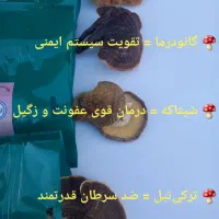 قارچ شیتاکه گانودرما درمان زگیل تناسلی|آرایشی، بهداشتی، درمانی|گیلان غرب, |دیوار