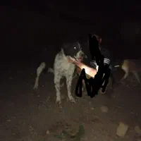 سگ گله ای به شرت