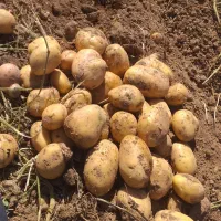 فروش سیب زمینی جلی