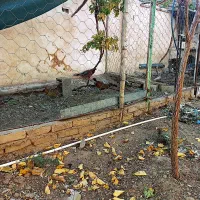 فروش تعدادی غاز وبوقلمون ،خرگوش لپوغیره|حیوانات مزرعه|سبزوار, ابوریحان|دیوار