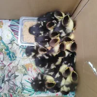 جوجه اردک خارجی سرحال