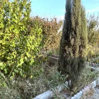 باغ (آلاچیق و باربیکیو)اطراف ساخته شده سرسبز و دنج|فروش زمین و ملک کلنگی|اسلامشهر, شهرک احمدیه|دیوار