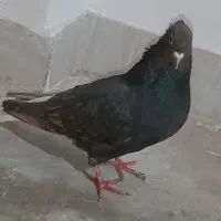 مشکی دم سفید ماده