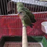 ملنگو و طوطی برزیلی