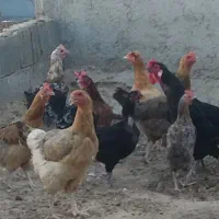 فروش مرغ