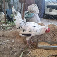 خروس گلین|حیوانات مزرعه|پاکدشت, پاکدشت (مامازند)|دیوار