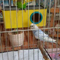 مرغ عشق مولد|پرنده|بجنورد, |دیوار