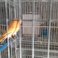 قناری نر بخون|پرنده|بم, |دیوار